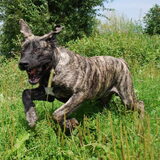 Foto van José • Rover