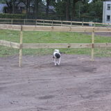 Foto van liesbeth,Turbo,Luna, Levi en Faith