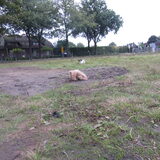 Foto van liesbeth,Turbo,Luna, Levi en Faith