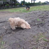 Luna zit ook weer met haar neus in het zand.