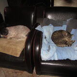 Foto van liesbeth,Turbo,Luna, Levi en Faith