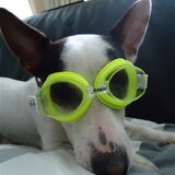speece dog