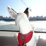 op de water pont
