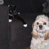 Foto van Cinderella - Dusty & Ziva