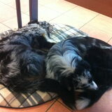 Foto van Lizy en de doggies