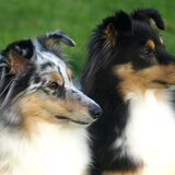 Merle (dochter) & Shady (moeder)