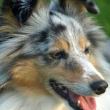 Tika