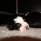 10 dagen oud