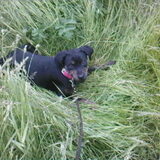 Joy verstoppen en etend in 't gras