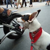 Sam in de stad