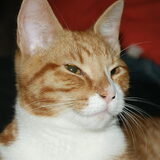 Dazzler, in de laaste week dat hij nog bij me was.
