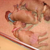 Lieve puppy's