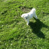 13-OKTOBER-2011 M,N LIEF CHICKA