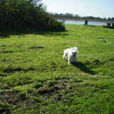 13-OKTOBER-2011 CHICKA HEERLIJK AAN HET RENNEN