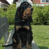 Een schitterende pup van onze kennel