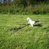 13-OKTOBER-2011 CHICKA KAN OOK OP 2 POTEN LOPEN HAHA, NEEEEEEEEE ZE IS…