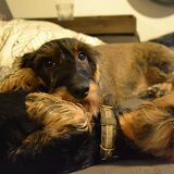 Foto van Pepijn & Otis