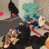 Onze pups in hun binnenren, gevuld met allerlei speeltjes om van alles…