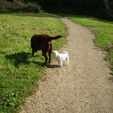 14 OKTOBER 2011 EEN HOND, IETSIE PIETSIE GROTER ALS CHICKA