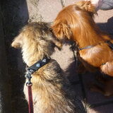 Foto van Greetje & Odie