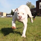 Foto van Boots , Ado( R.I.P.)  Lady en Tukker