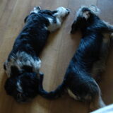 Balou met zijn grote vriend Lucky