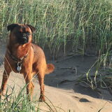 Strand en duinen IJmuiden 14/10/2011