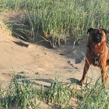 Strand en duinen IJmuiden 14/10/2011