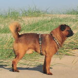 Strand en duinen IJmuiden 14/10/2011