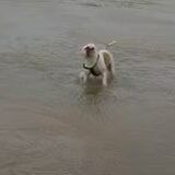goof op strand