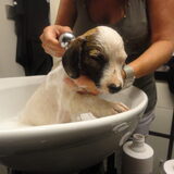 Onze nieuwe aanwinst Mio! We waren hem aan het wassen want hij zat…