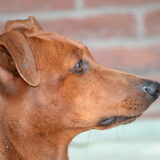 Foto van Duitse Pinscher