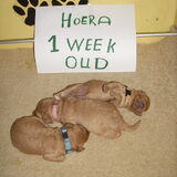 al een week oud en super aangekomen pups geboren 9-10-11 kleur van onze…