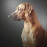 Foto van wim