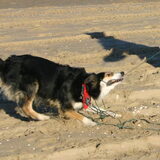 Layla op het strand, eerst even testen hoe stevig die riem is