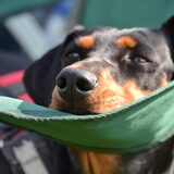 Foto van Duitse Pinscher