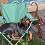 Foto van Duitse Pinscher
