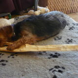Foto van Muis,Vera, Papadopoulos, Odette, Annabelle en Ciska (Terra+, Dinky+, Saltarin+, Sam+, Zara+, Paco+)