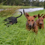 Foto van Duitse Pinscher