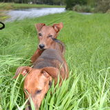 Foto van Duitse Pinscher