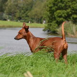 Foto van Duitse Pinscher