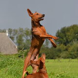Foto van Duitse Pinscher