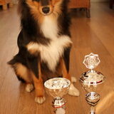 2 keer 1ste hondenshow:D