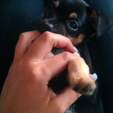 onze pup bruno bruno is een kruising pincher chi het is een erg lief…