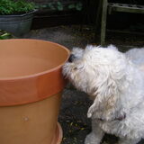 Deze pot was ingesmeerd met karnemelk zodat hij groen zou worden. De…