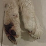 pootjes