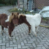 Foto van liesbeth,Turbo,Luna, Levi en Faith