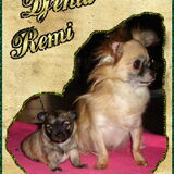 Mama Djenta met haar zoontje Remi. Mama Djenta is een chihuahua teefje…