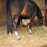 Foto van liesbeth,Turbo,Luna, Levi en Faith