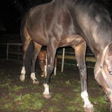 Foto van liesbeth,Turbo,Luna, Levi en Faith